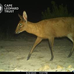 Common duiker